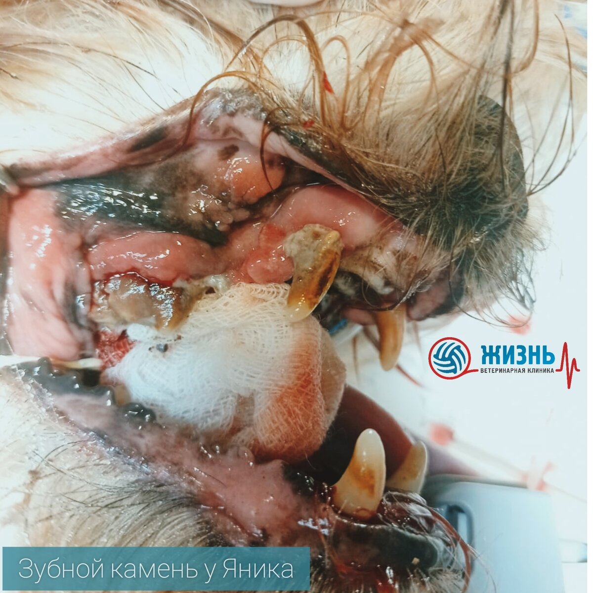 Зубной камень у собаки с сахарным диабетом.