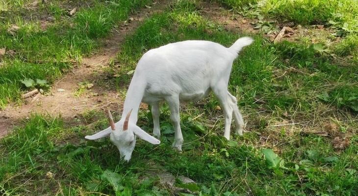    Купить козу