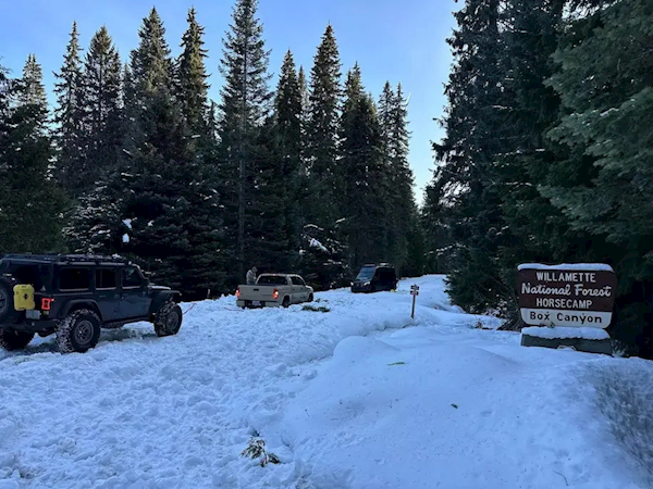 Тот самый лес. Фото: MyDrivers