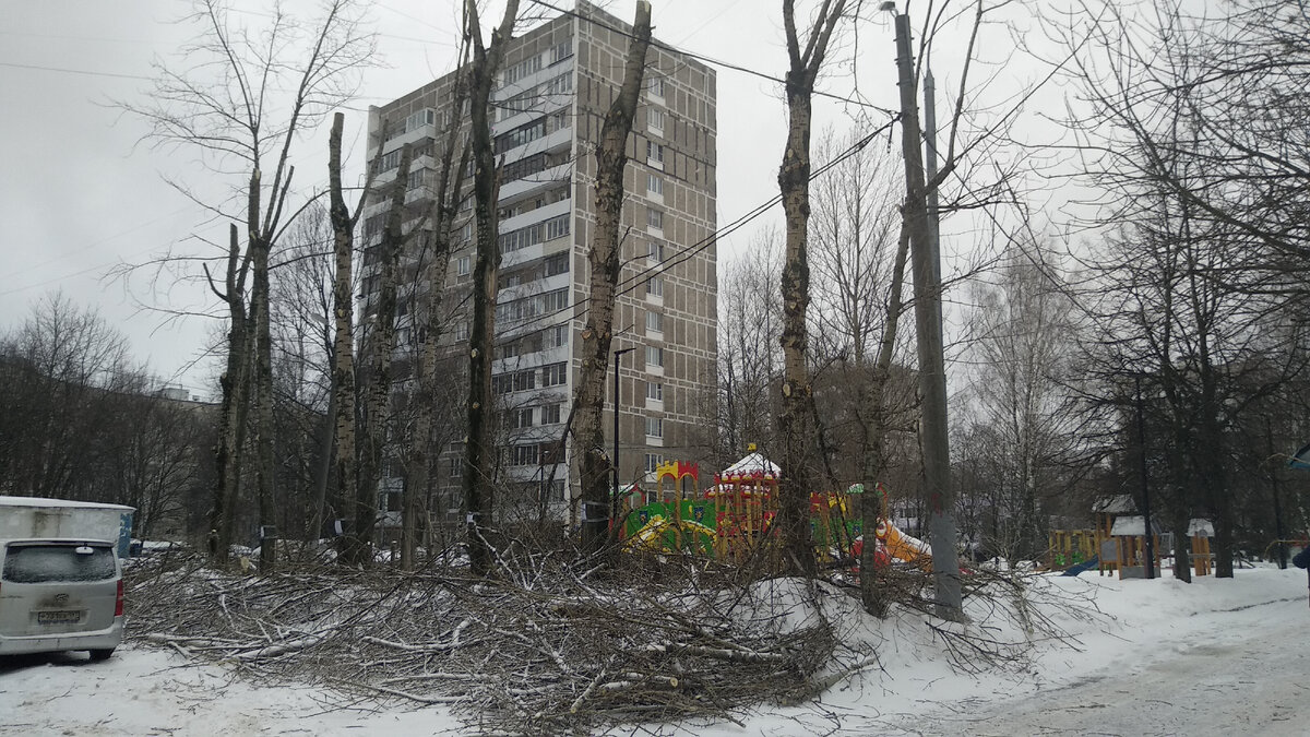 Вчера у нас обрезали огромное количество деревьев в микрорайоне