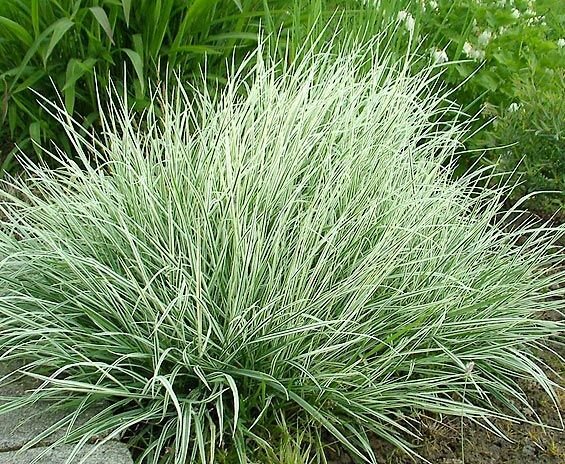 Райграсс, полезная для кошек трава. Фото из Интернета.