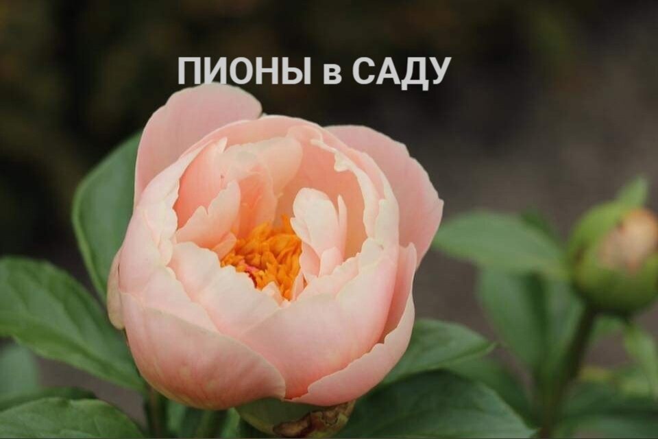 Пион Easy To Love