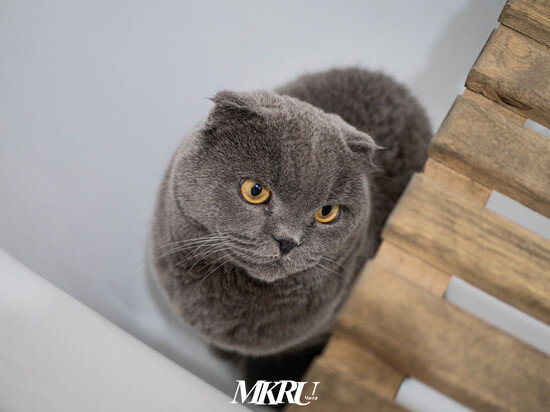   МК в Чите