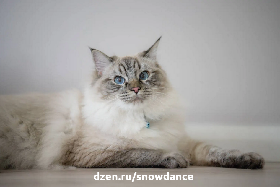 Бывают ли короткошерстные кошки породы рэгдолл? | КотоВедение | Дзен