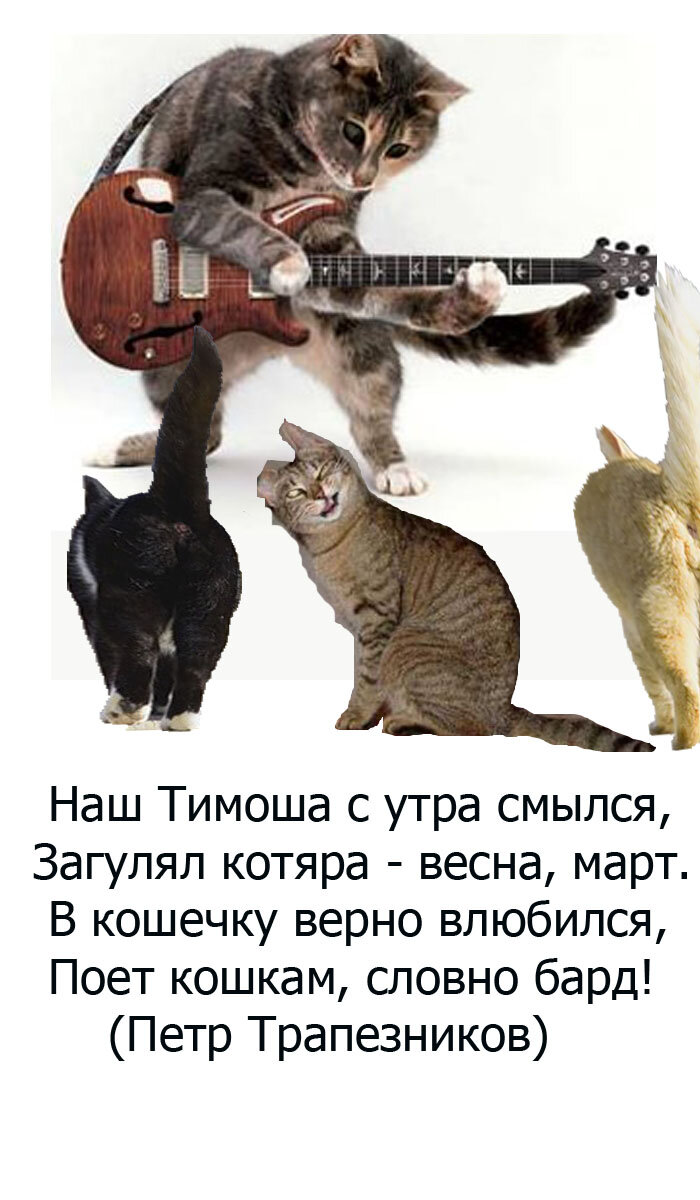 Котята кошки поют. Поющие коты. Кот поет. Котенок поет. Март коты поют.