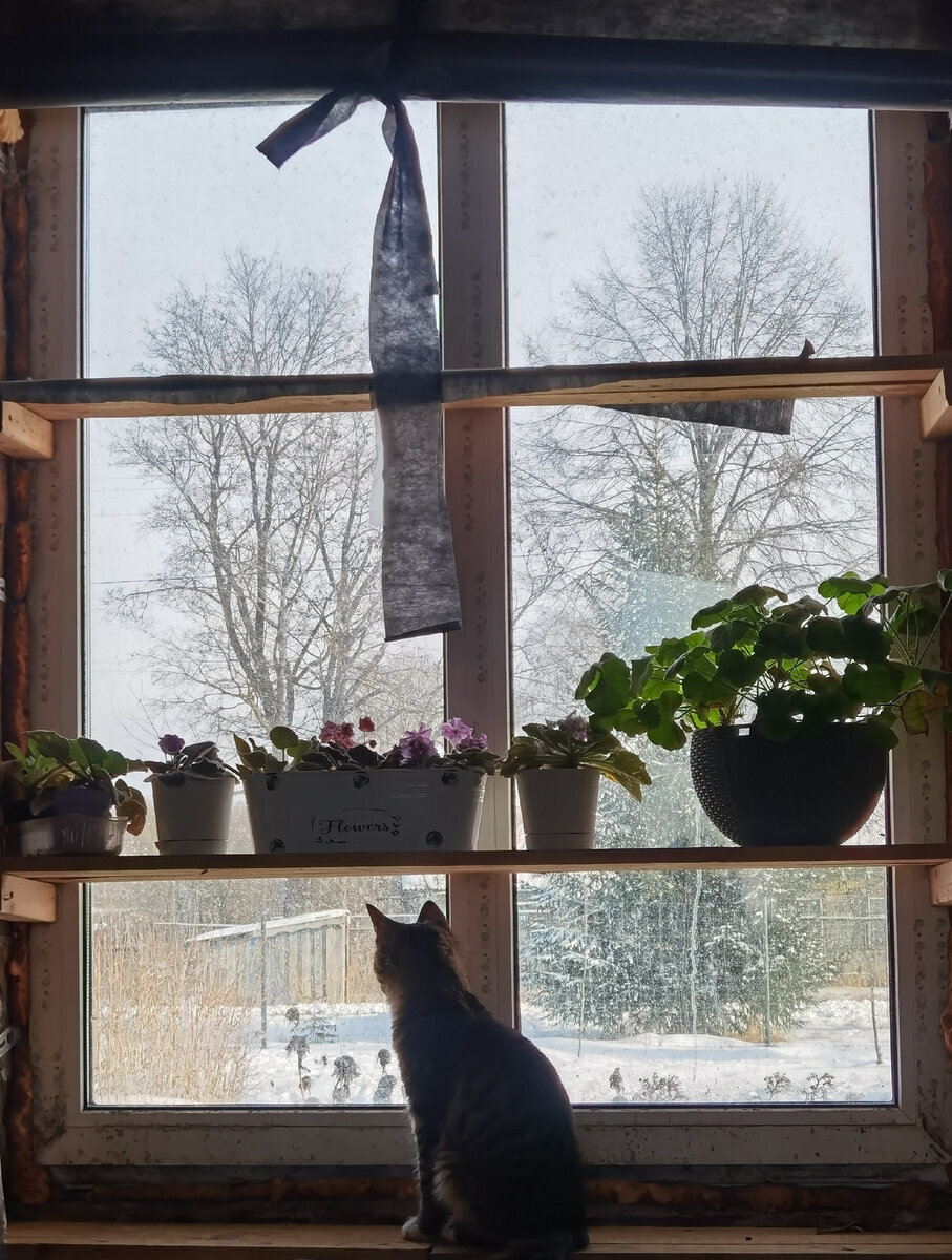 моя "теплица", а вернее "холодица" для рассады на окнах)))