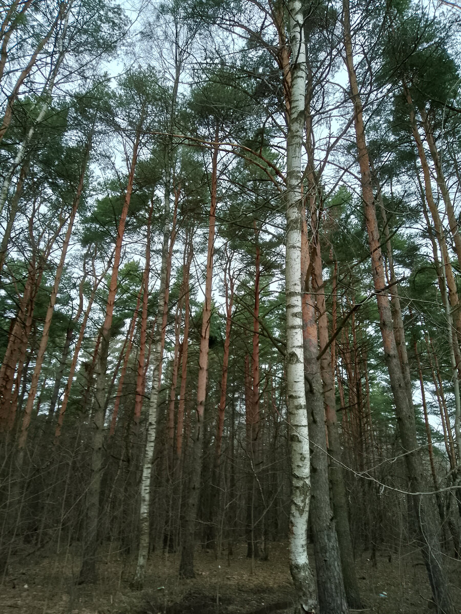 Лес просыпается. 