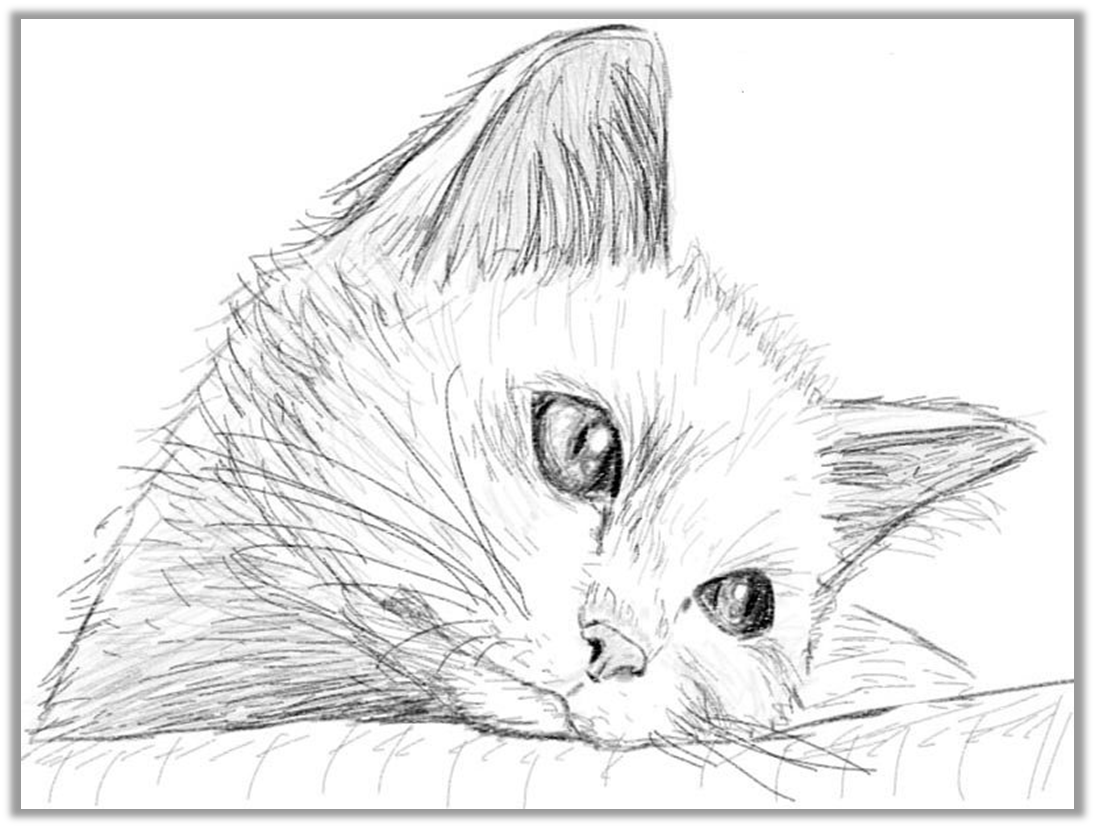 Покажите красивые рисунки рисовать. Кошка рисунок карандашом. Рисунки котиков. Рисунки котов карандашом для срисовки. Нарисовать кошку карандашом.