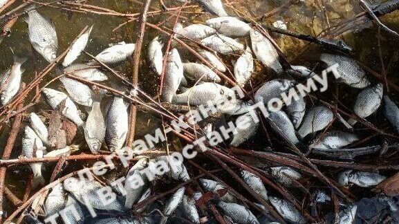     Жители Казани заметили тысячи мертвых рыб на озере Большое Чуйково. Об этом они сообщили в городском Telegram-канале.