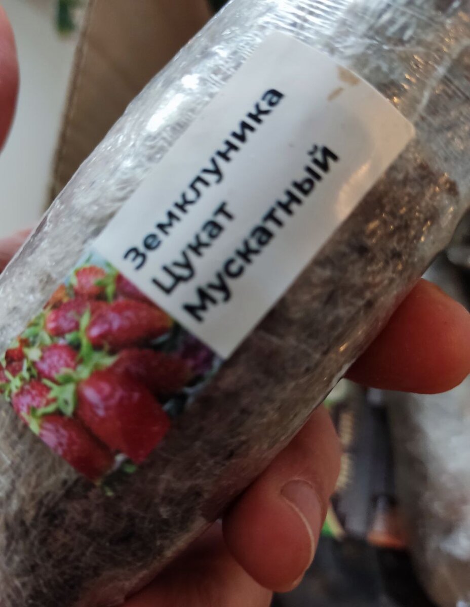 Саженцы в скрутке, с открытой корневой системой, в комке земли.
