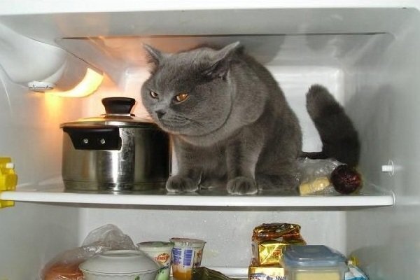  Жить в холодильнике!