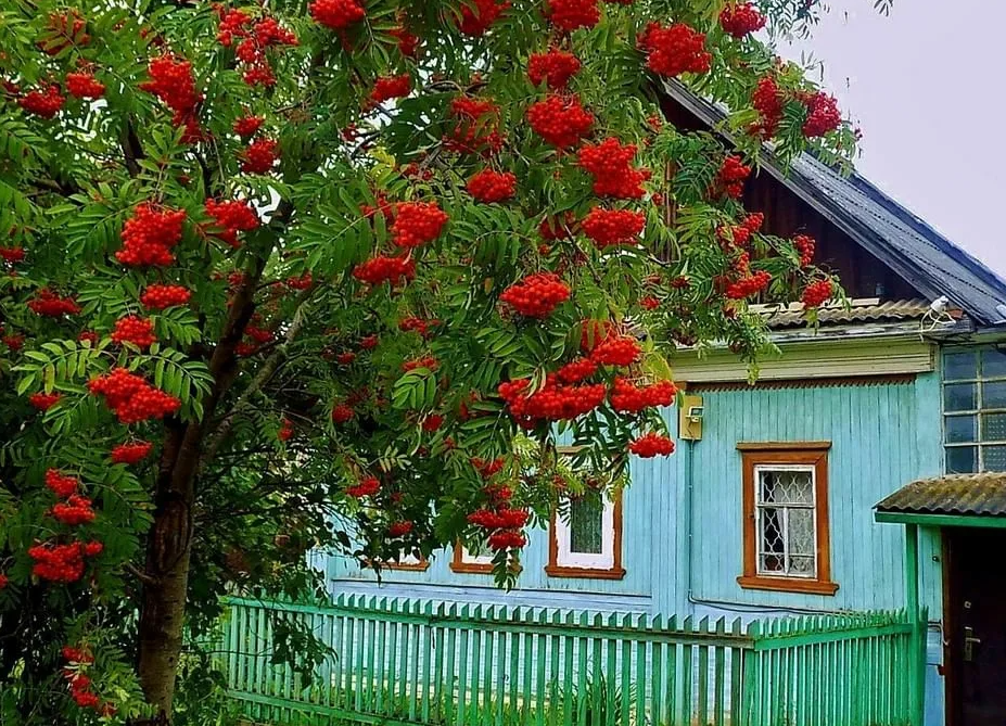 Яндекс картинки