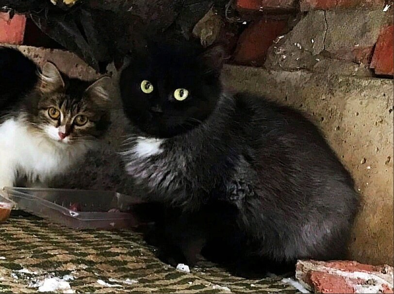 Котёнок был очень красив и очень осторожен