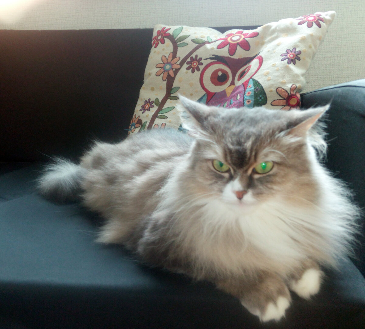 “Даже не думай гладить!” - всем своим видом говорила нам она