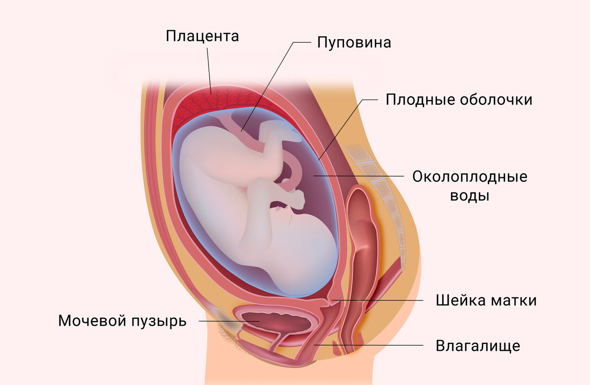 Маловодие и УЗИ. Автор статьи: врач акушер-гинеколог Ишмаева Диляра Адельевна.