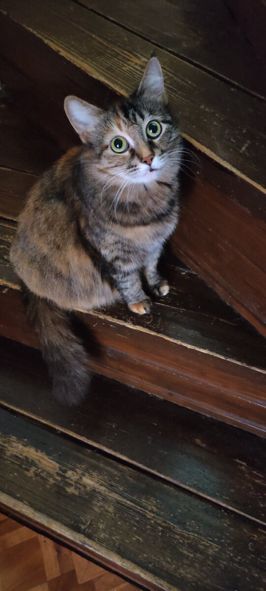 Кот на лестнице. POCO X3.