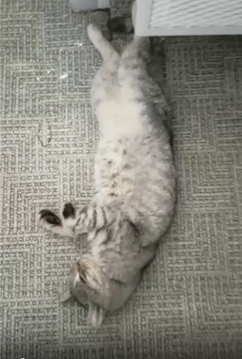 Мотя развалился возле батареи 