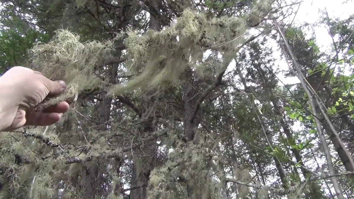 Уснея лишайник водоросль тайги - (смотрите на видео внизу статьи)