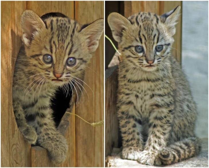    Фото - Дмитрий Находов, коллаж VN.ru
