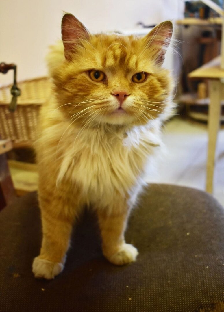 � ����� ���������� ���� ��������. 