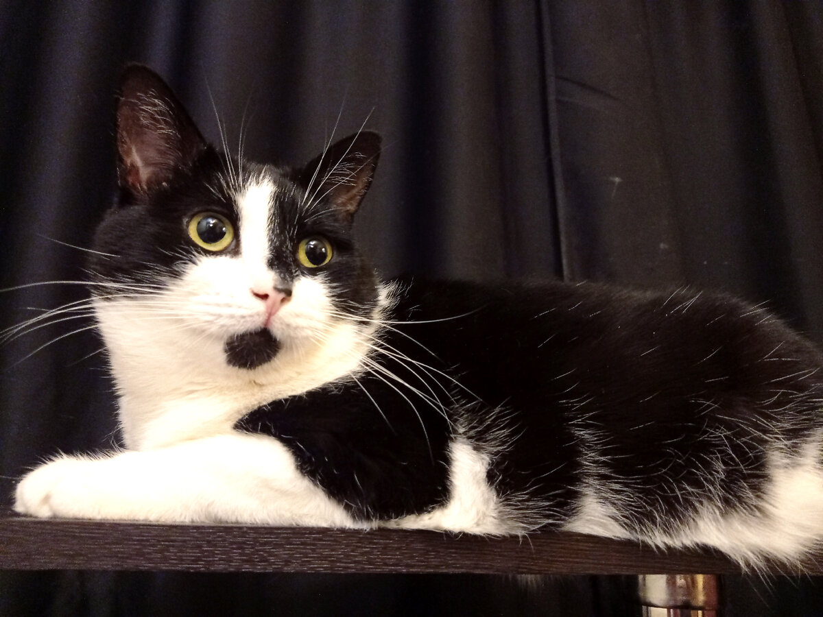 Солидный дядя Геральт