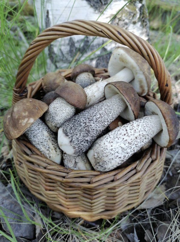 А это красота от Дениса Харитонова Лен область.