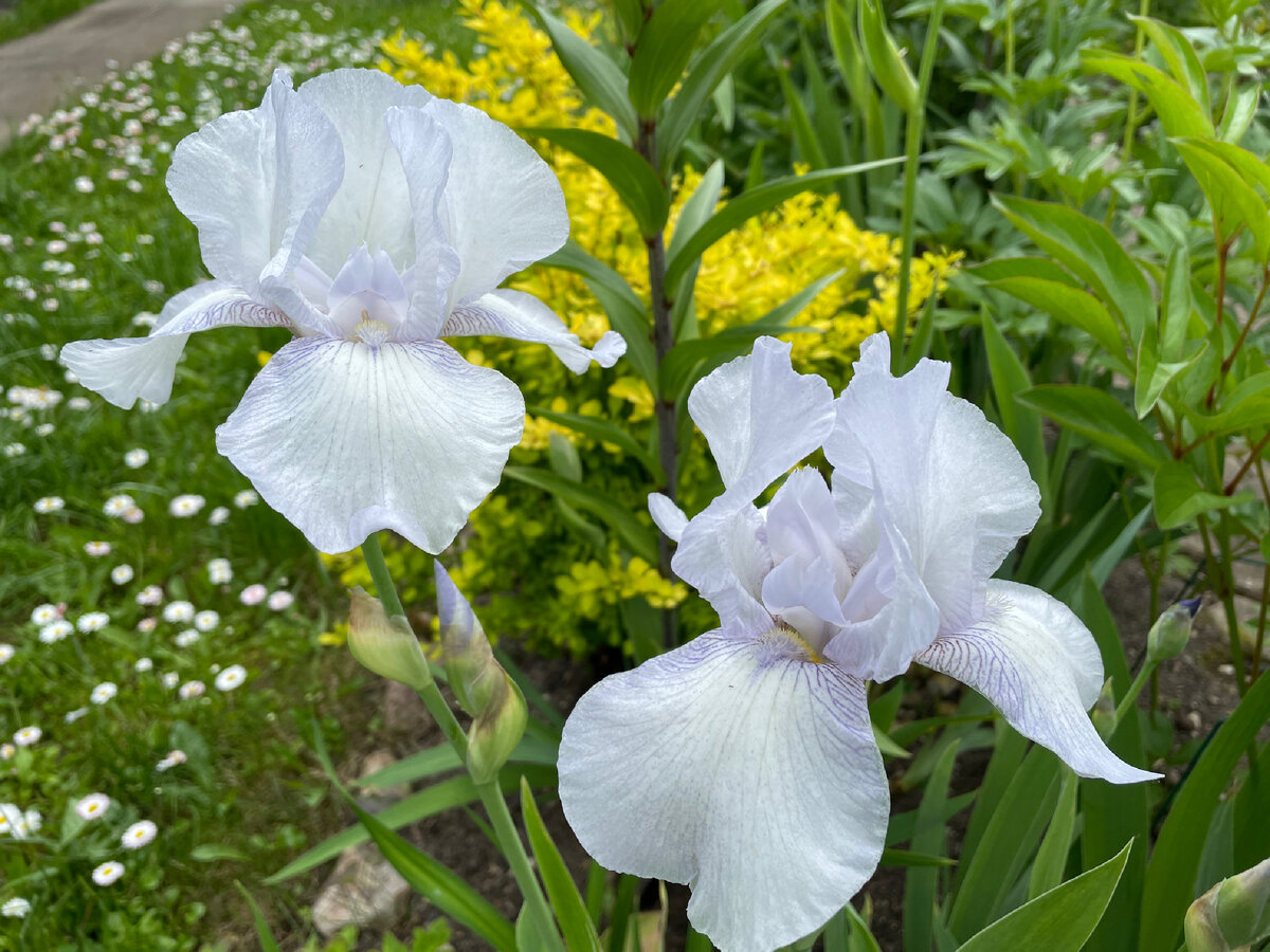 Белый ирис с голубым оттенком