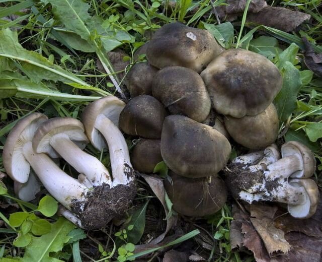 лиофиллум скученный