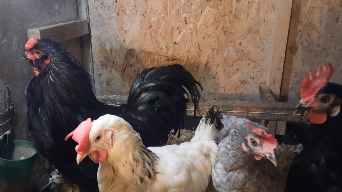 Куры доминант разных окрасов