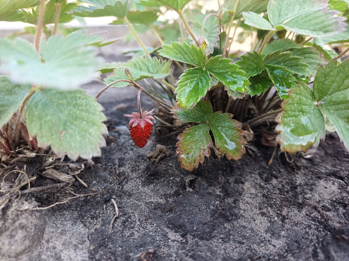 Первые ягодки этого лета