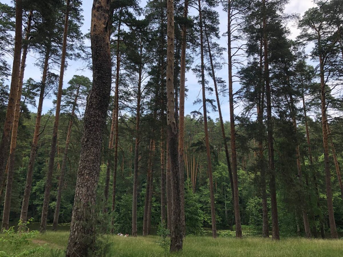 Впереди, если приглядеться, уже видна река Мошляйка