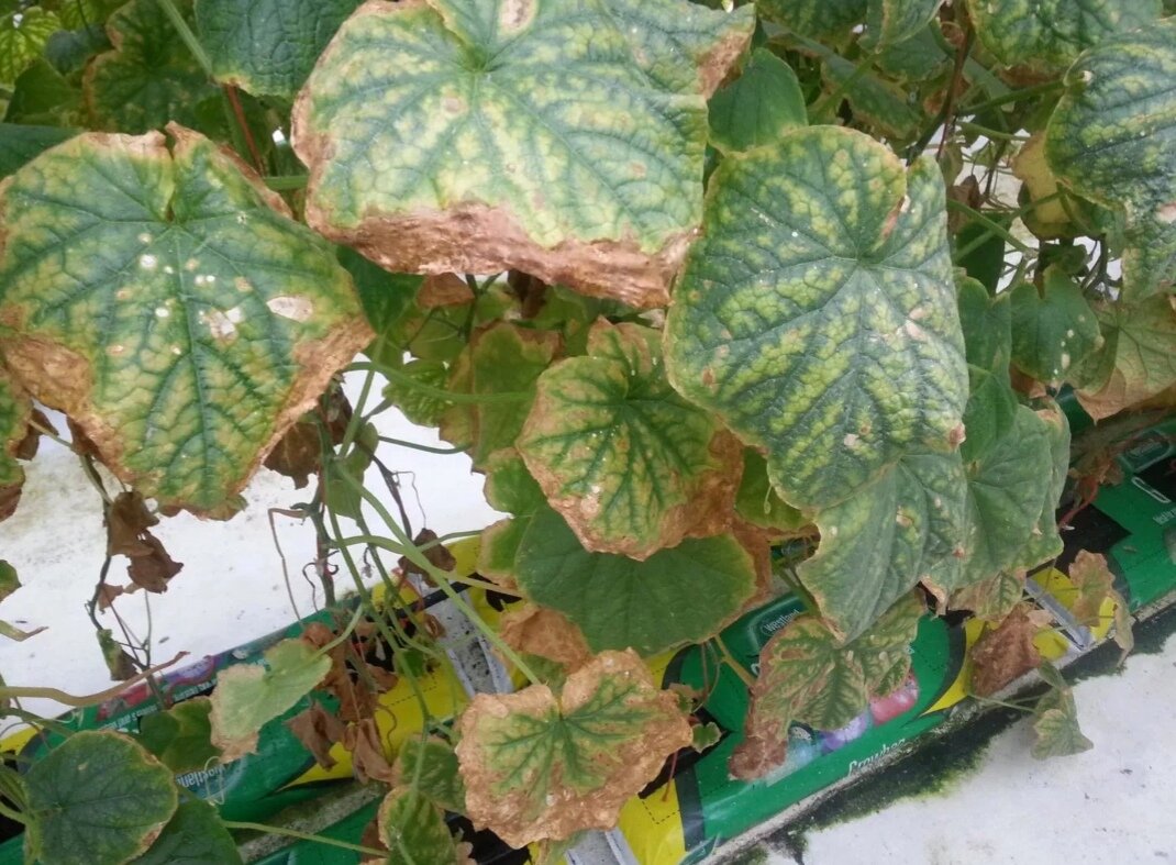 Пероноспороз на огурцах. Деформируются листья огурцов. Сохнут листья на огурцах. Почему у листьев огурцов. Листья огурцов вянут фузариоз.