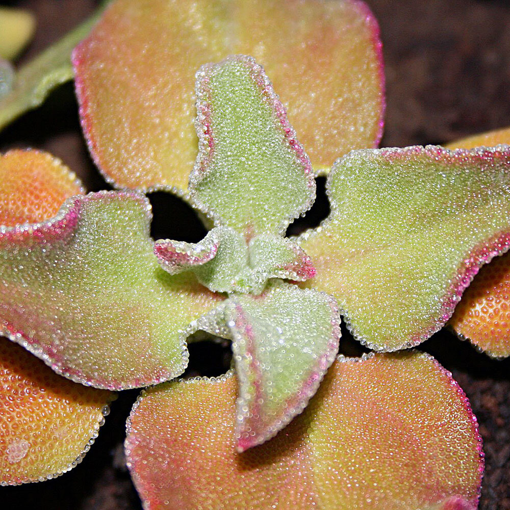 Mesembryanthemum crystallinum 