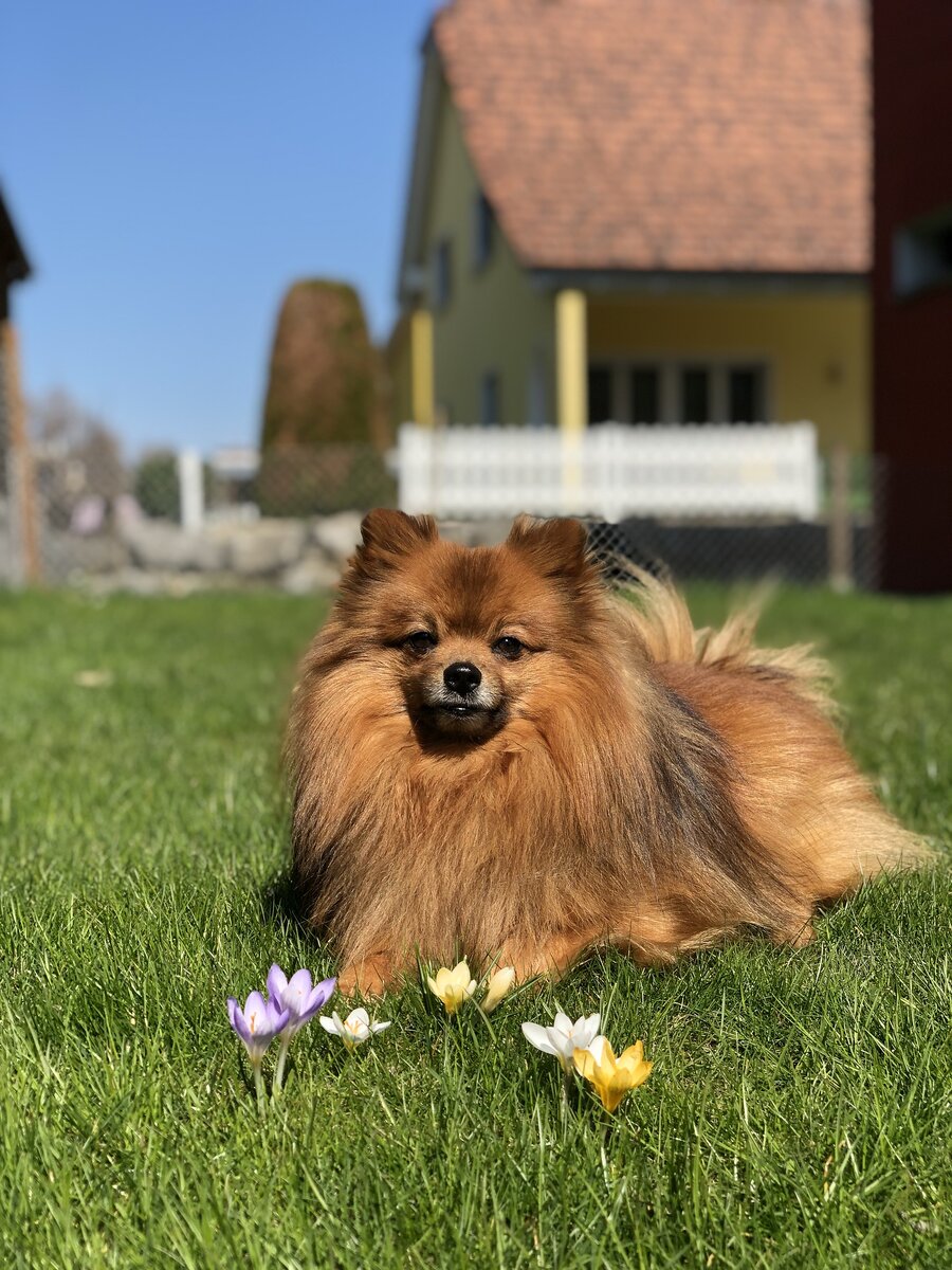 Немецкий шпиц. фото https://pixabay.com