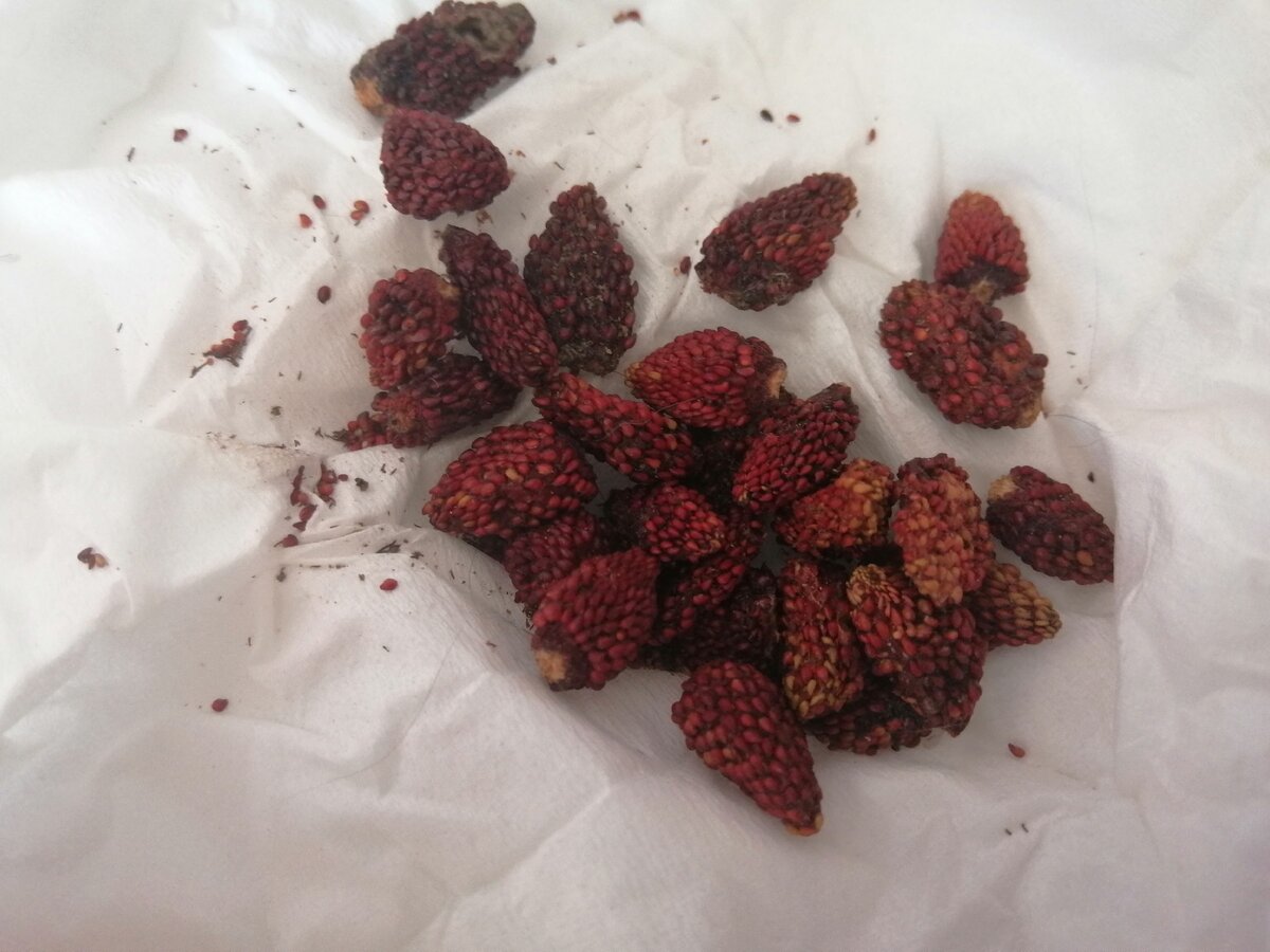 Высушенные ягоды земляники