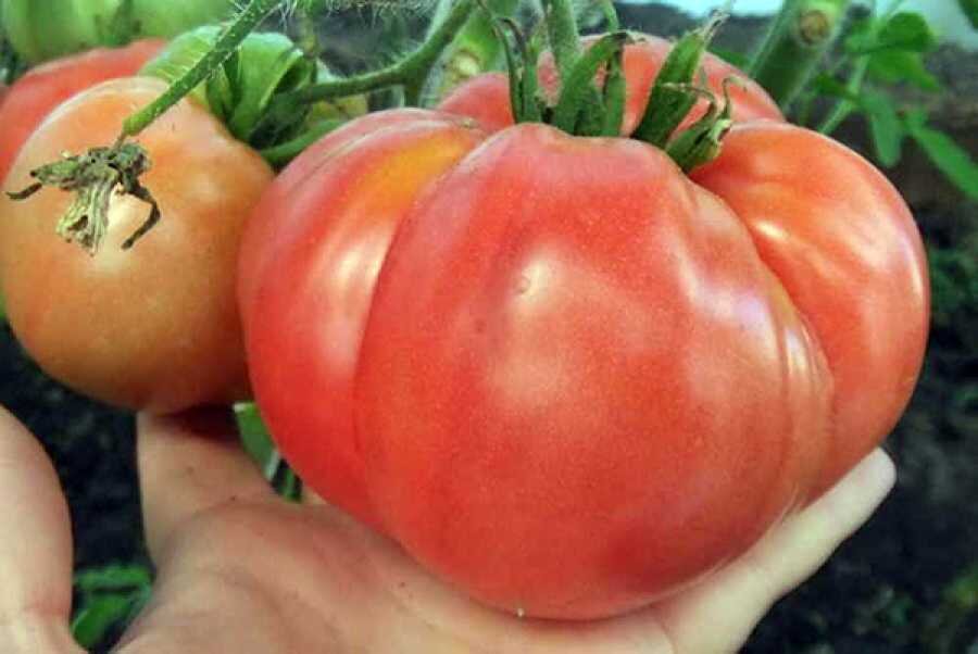 фото из Интернета