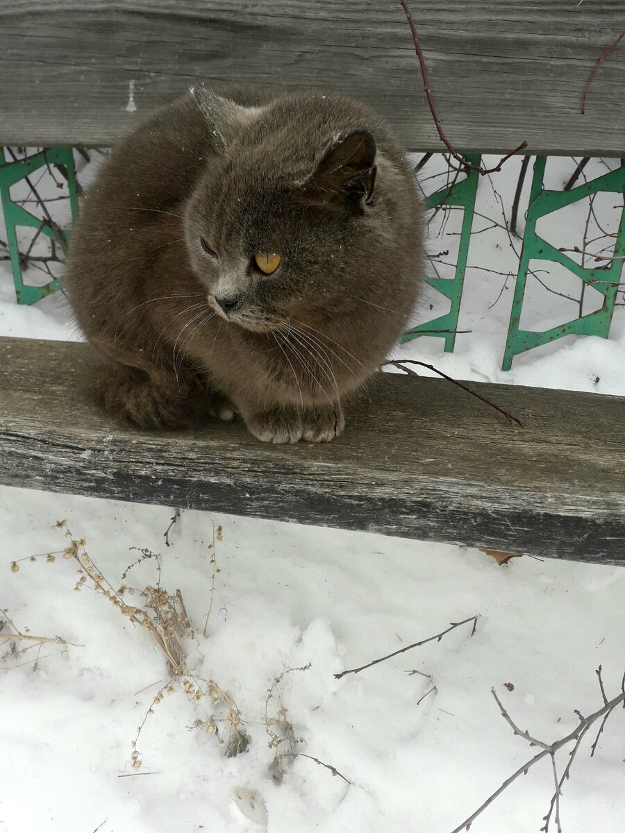 Котейка тоже хочет весну