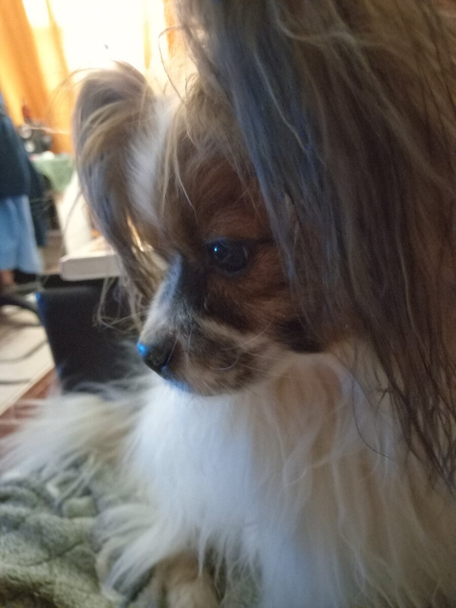 Милейшая псина