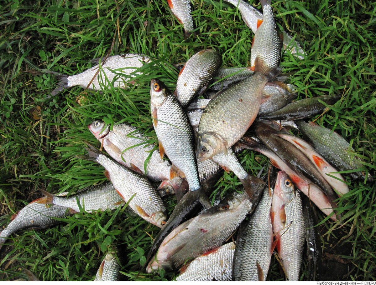 Улов автора на реке Кичуй.