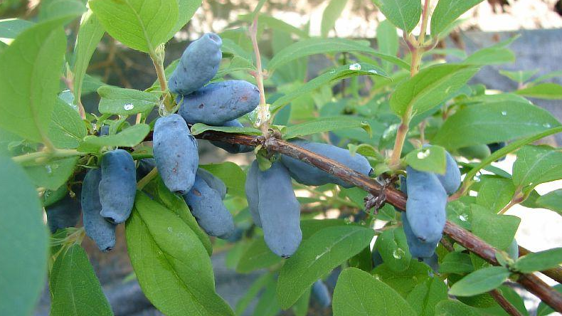 Сорт Волхова.