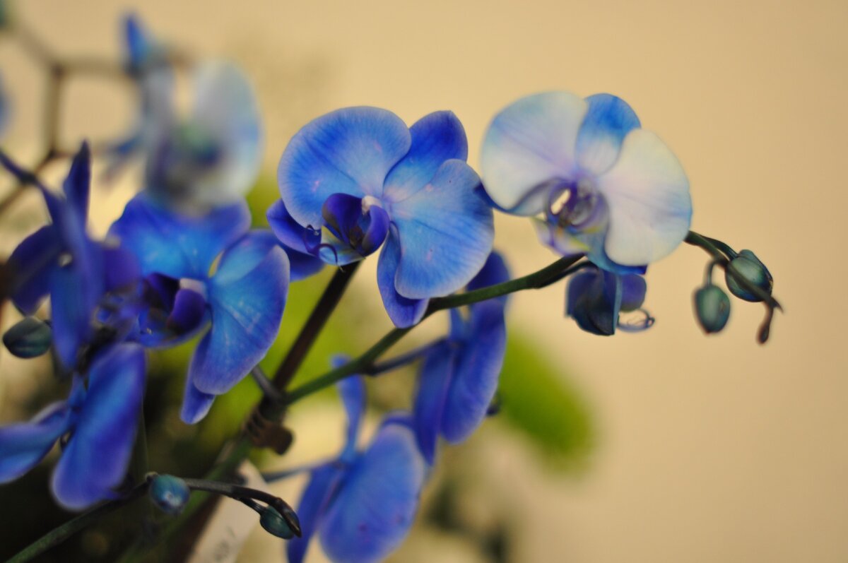 Как ухаживать за голубой. Синие орхидеи. Уход за синей орхидеей. Синяя Орхидея купить.