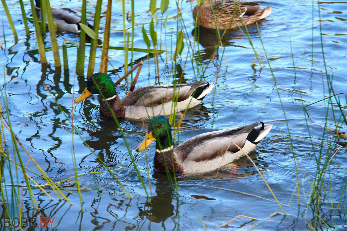 серая утка селезень. дикие утки воронежской области. таганайская кряква. утка башкирка. утка барбари.