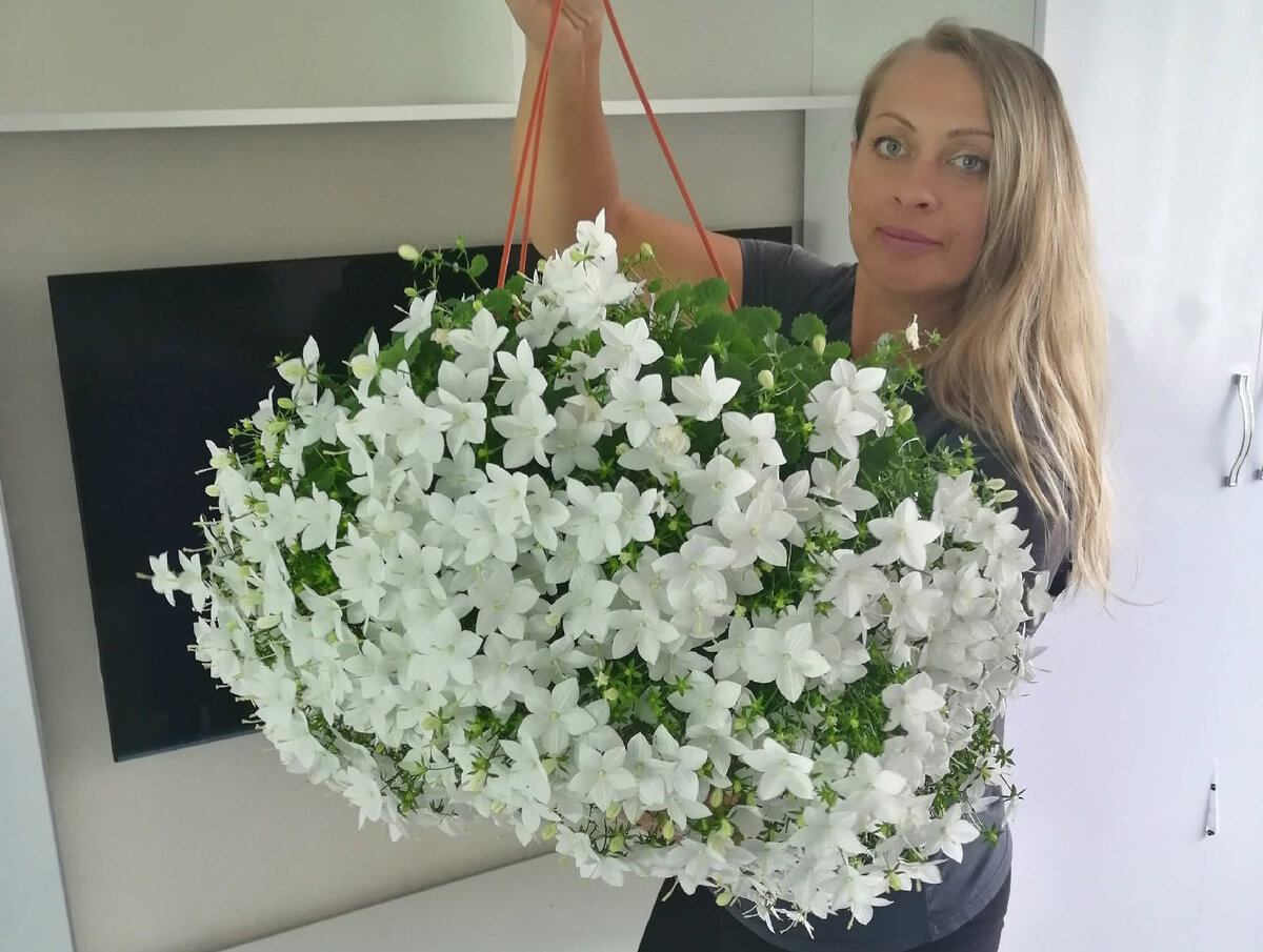 Кампанула Изофила Альба и Елена Шеламова