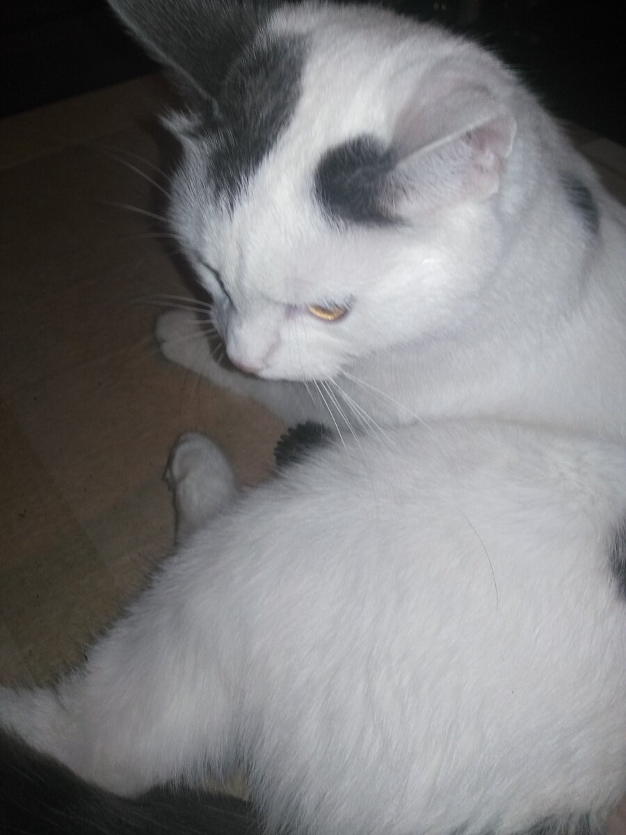 кот спит на боку