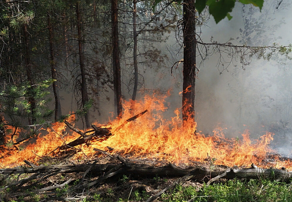 Горящем почему е. Почему горит лес в России.