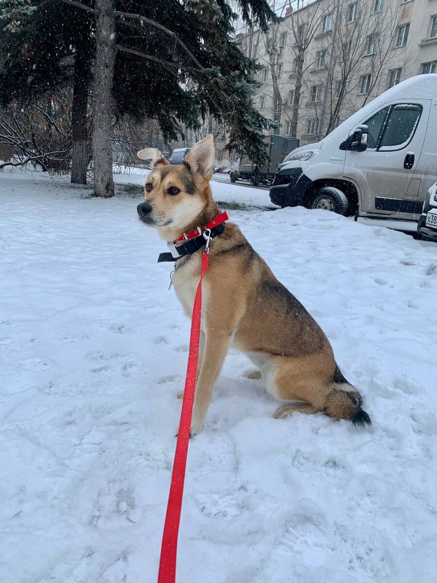 Кьяра