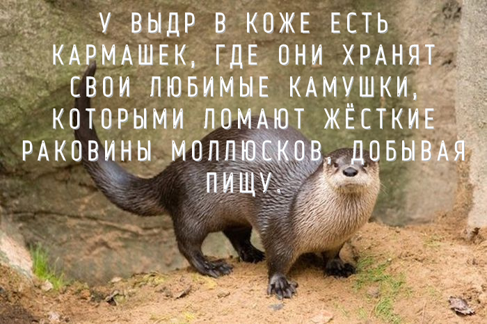 У выдр в кофе есть кармашек