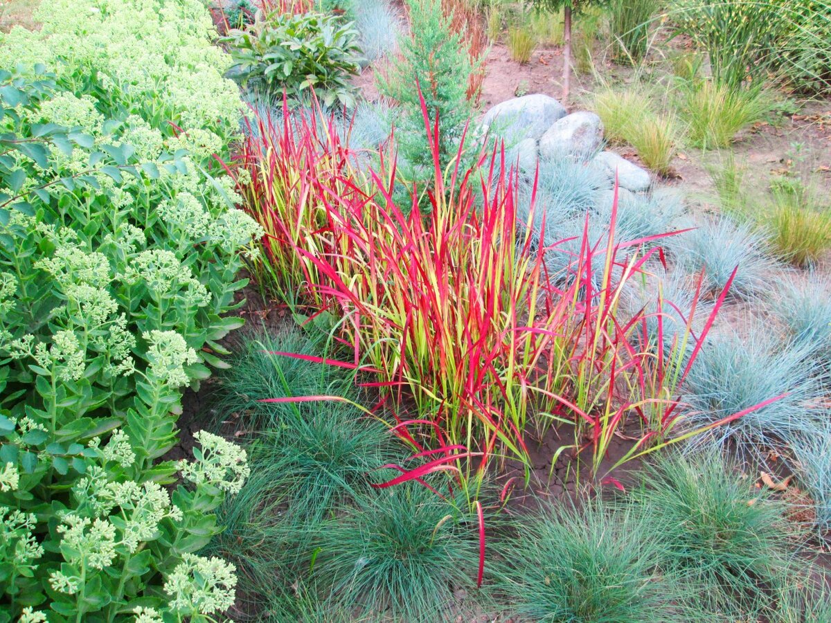 Декоративные  травы и злаки в природе встречаются на полях, лугах и опушках лесов. Травы отличаются между собой по высоте и цвету листьев, величине и виду соцветий. В своём саду   я  использую  декоративные травы  для создания  прекрасных ландшафтных композиций. Они хорошо сочетаются с самыми различными растениями.