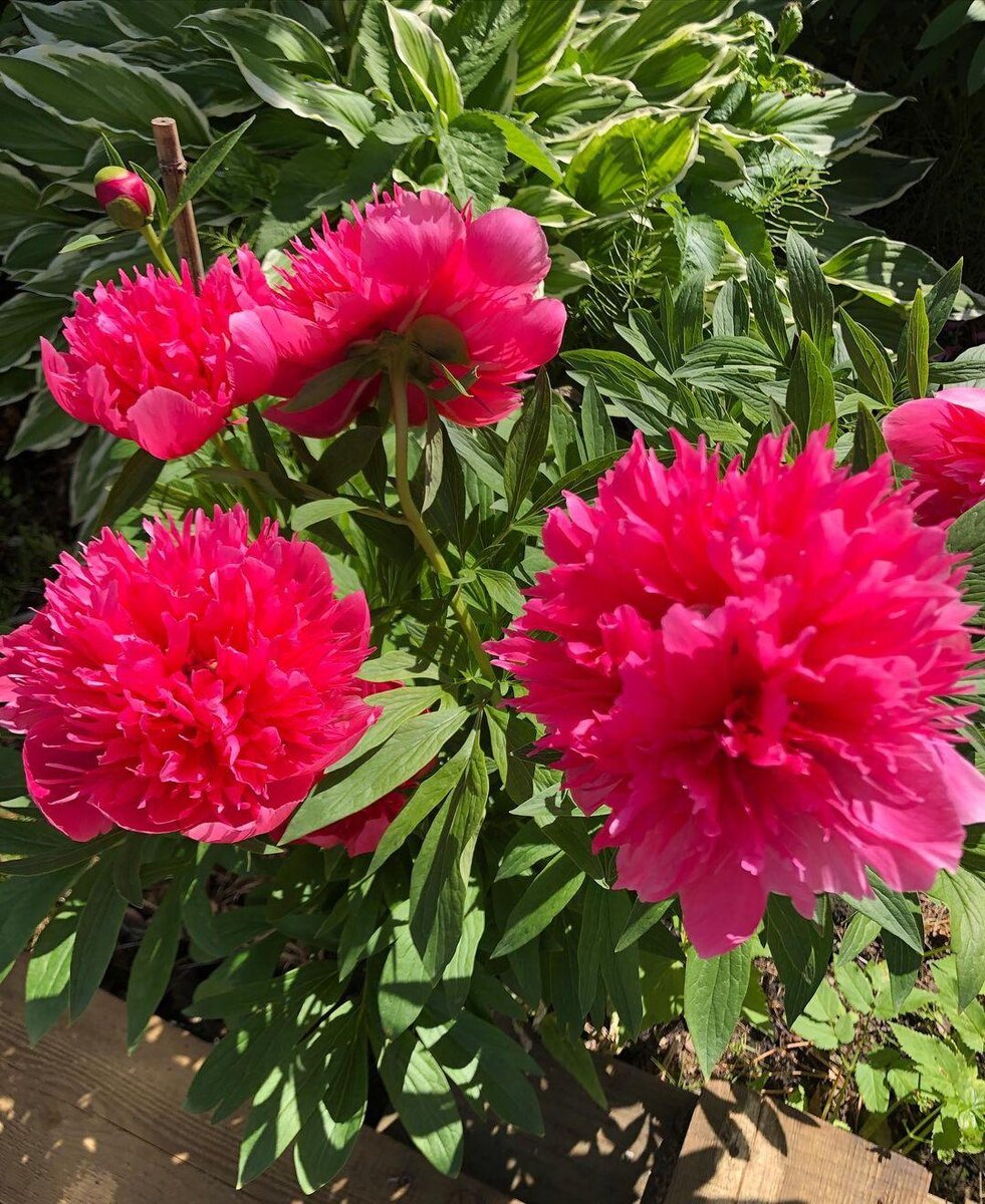 второе фото