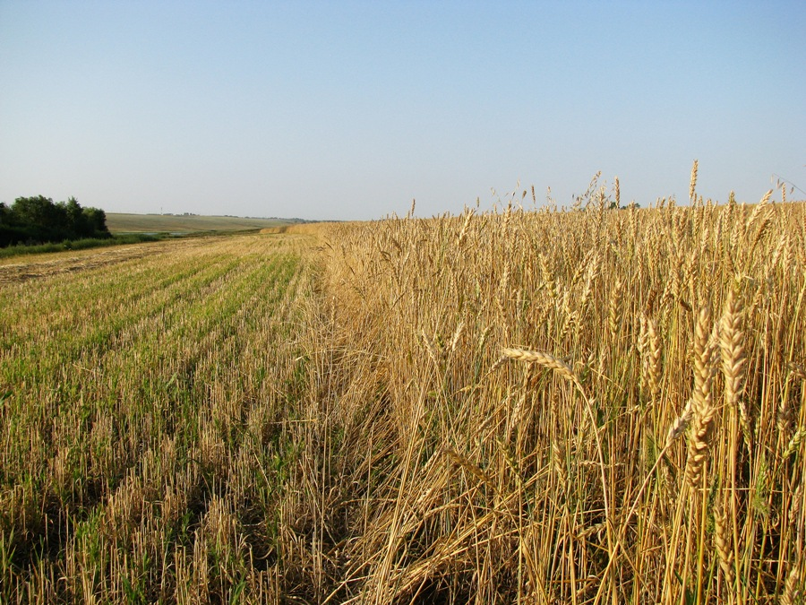 На границе скошенной полосы и хлебного поля